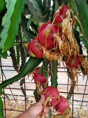 Purple Flesh Dragon Fruit / Pitaya "Dark Star" -Hylocereus guatemalensis & Hylocereus undatus hybrid - Exotic Cactus Vine Fruit - 10 Seeds