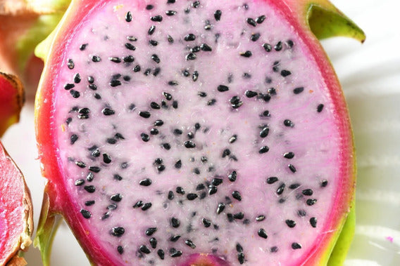 White Flesh / Red Skin Dragon Fruit / Pitaya "Delight" -Hylocereus guatemalensis & Hylocereus undatus hybrid - Exotic Cactus Vine Fruit - 10 Seeds