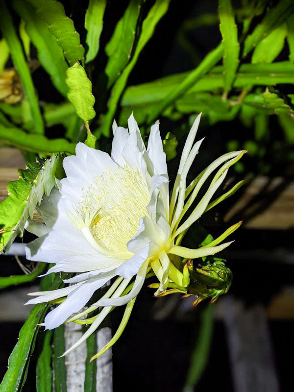 White Flesh / Red Skin Dragon Fruit / Pitaya "Delight" -Hylocereus guatemalensis & Hylocereus undatus hybrid - Exotic Cactus Vine Fruit - 10 Seeds