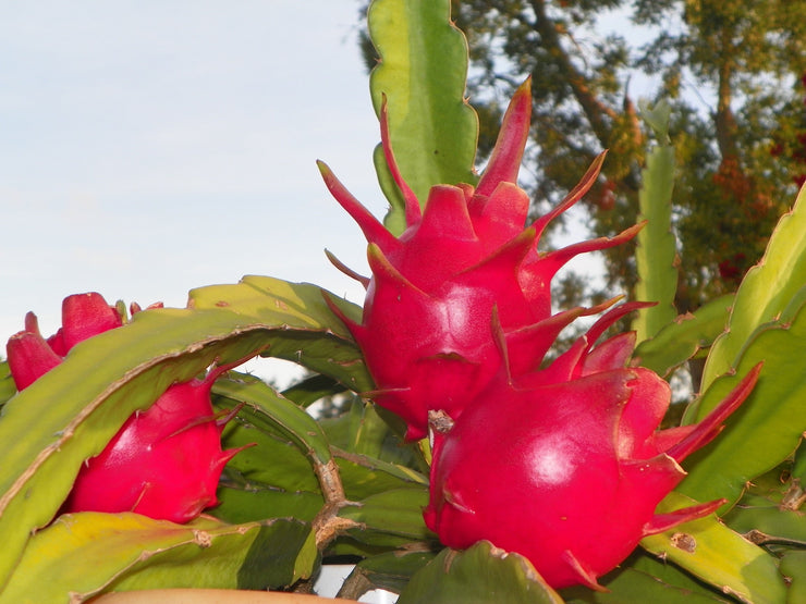 White Flesh / Red Skin Dragon Fruit / Pitaya "Delight" -Hylocereus guatemalensis & Hylocereus undatus hybrid - Exotic Cactus Vine Fruit - 10 Seeds