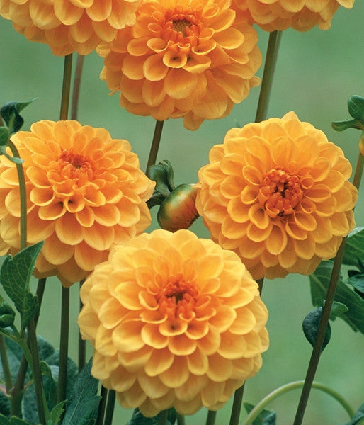 Dahlia Flower Bulbs - Pompon - Amusing - 2 Bulbs (Not Seeds)