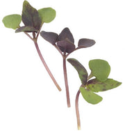 Dark Opal Purple Basil - Microgreen Seeds