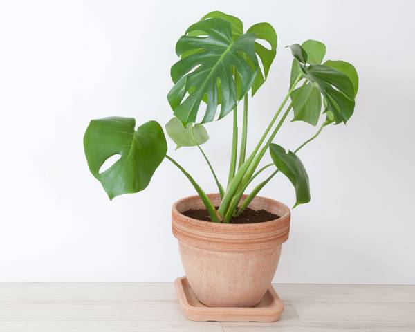 Delicious Monster - Monstera deliciosa Shrub Seeds - 5 Seeds