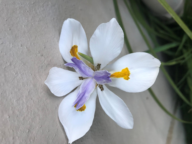 Dietes Iridioides - Indigenous South African Bulb - 5 Seeds