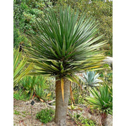 dracaena south africa Dracaena draco - Canary Islands dragon tree Seeds