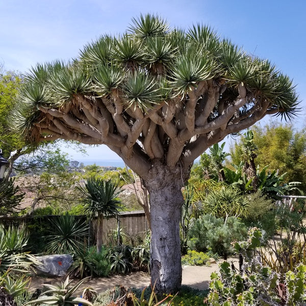 dracaena africa Dracaena draco - Canary Islands dragon tree Seeds