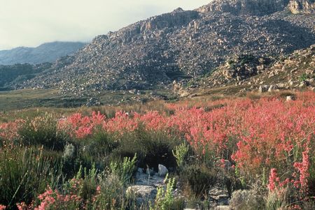 Erica Lateralis - Indigenous South African Heath Shrub - 10 Seeds