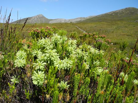 Erica Sessiliflora - Indigenous South African Heath Shrub - 10 Seeds
