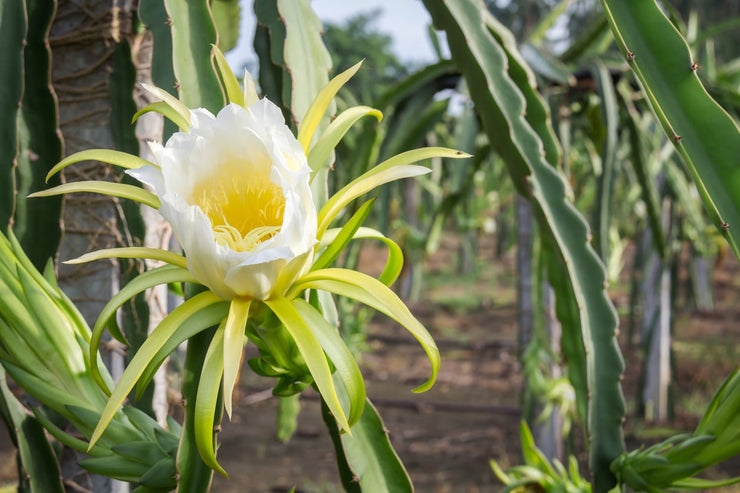 Red Flesh Pitaya "Voodoo Child" - Dragon Fruit - Hylocereus guatamalensis X - Exotic Succulent Fruit - 10 Seeds