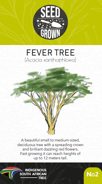 Seed Grown Kit No.2 - Fever Tree - Acacia xanthophloea - Complete Tree Growing Kit