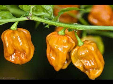 Fluorescent Mustard Scorpion Pepper - Capsicum Chinense - Extreme Chilli Pepper - 5 Seeds