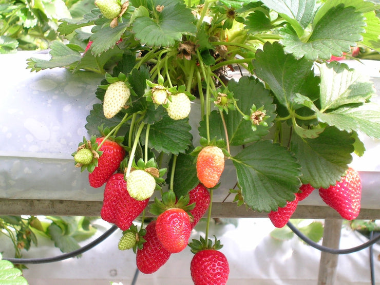 Red Strawberry - Fruit - Fragaria x annanasa - 25 Seeds