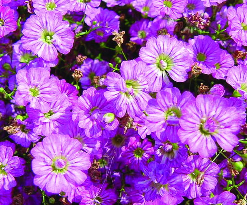 SALE♡ Gypsohila ジプソフィアFlower Long Tee Gypsophila Gypsy Deep Rose - Gypsophila Muralis - 10 seeds