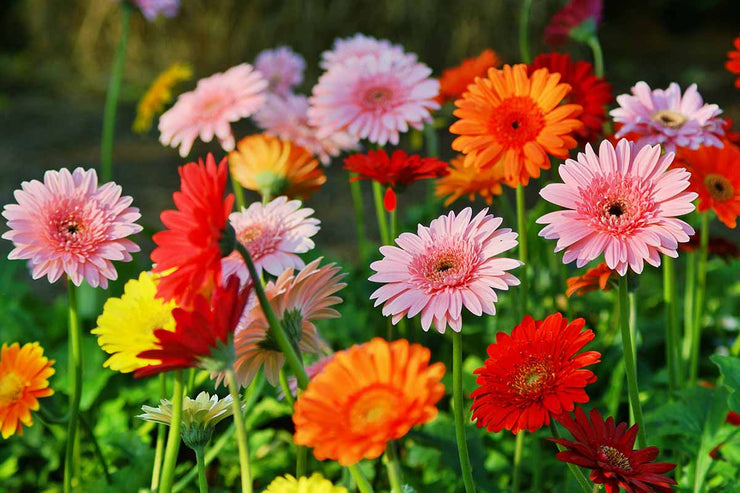 Barberton Daisy - Gerbera jamesonii - Indigenous South African Perennial - 5 Seeds