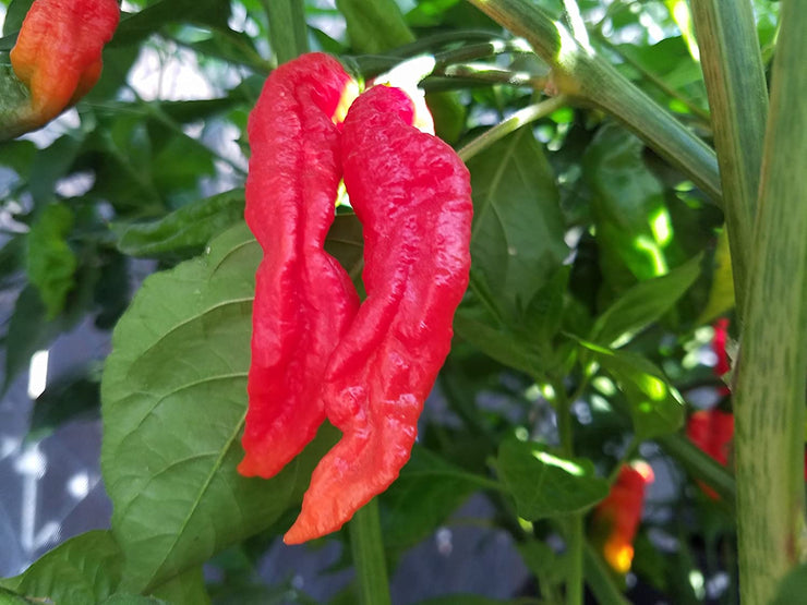 Ghostly Jalapeno Pepper - Capsicum chinense - 5 Seeds