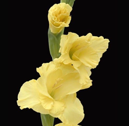 Gladiolus - Gladioli - Yellow - Flower Bulbs (Not Seeds)