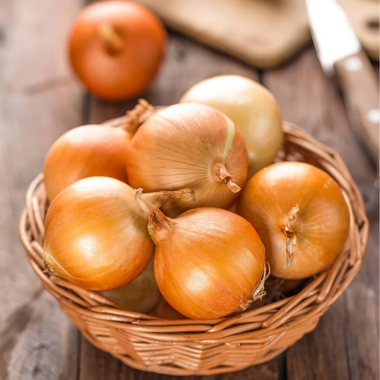 Gladalan Brown Onion - Bulk Vegetable Seeds - 50 grams