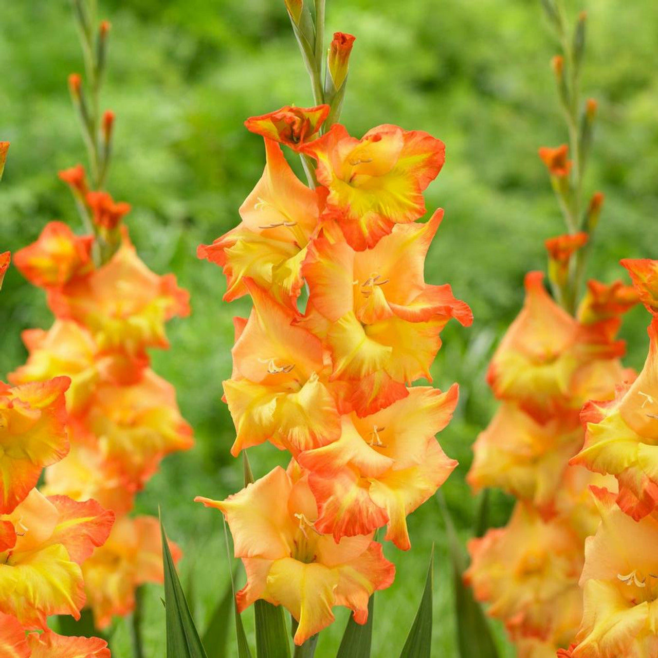 Drikke sig fuld brugerdefinerede varemærke Gladiolus - Gladioli - Sunshine - Flower Bulbs (Not Seeds) – Seeds for  Africa