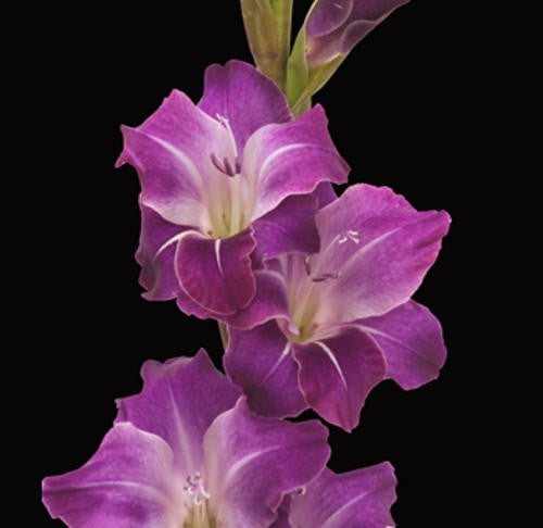 Gladiolus - Gladioli - Purple Blue - Flower Bulbs (Not Seeds)