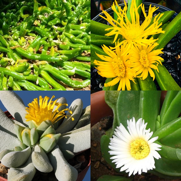 Glottiphyllum Mixed Species - indigenous succulent - 10 seeds