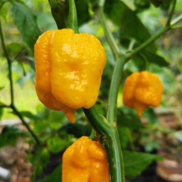 Trinidad 7 Pot Primo Hybrid  "God Stopper"- Chilli Pepper - Capsicum Chinense - 5 Seeds