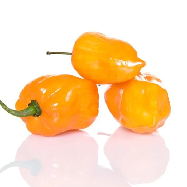 Giant Golden Habanero  - Chilli Pepper - Capsicum chinense - 5 Seeds