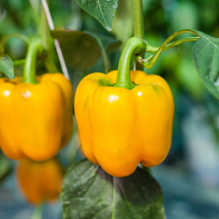 Golden Yellow California Wonder Sweet Bell Pepper - Bulk Vegetable Seeds - 200 seeds