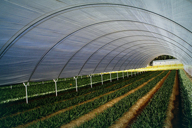 Greenhouse film/ plastic - Commercial Grade - 200 micron