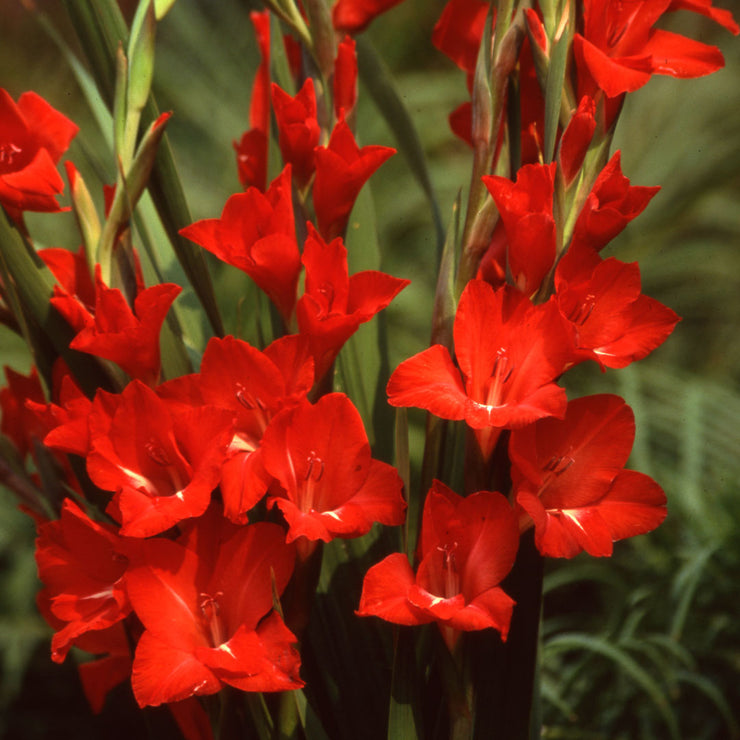 Gladiolus - Gladioli - Red - Flower Bulbs (Not Seeds)