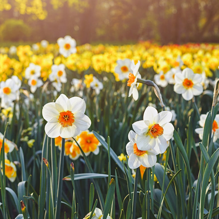 Daffodil / Narcissus Barrett Browning – 5 bulbs p/pack (Bulbs - not seeds)