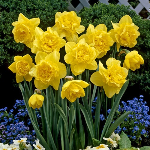 Daffodil / Narcissus Dick Wilden – 5 bulbs p/pack (Bulbs - not seeds)