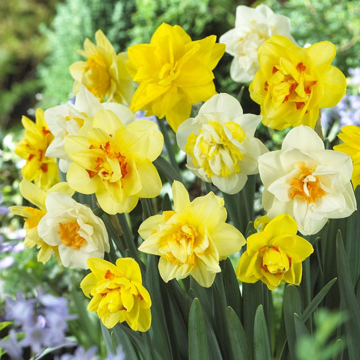 Daffodil / Narcissus Mixed Double Flowers – 10 bulbs p/pack (Bulbs - not seeds)