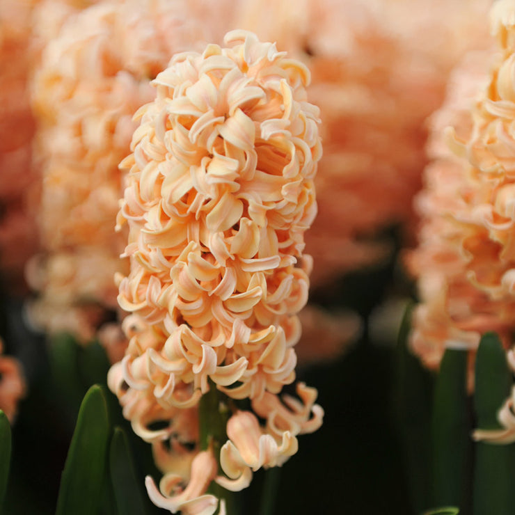 Hyacinths – Orange – 3 bulbs p/pack (Bulbs - not seeds)