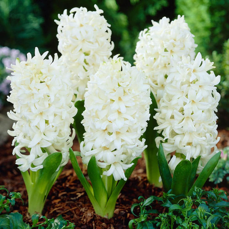 Hyacinths – White – 5 bulbs p/pack (Bulbs - not seeds)
