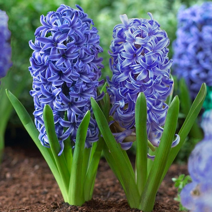 Hyacinths – Blue – 5 bulbs p/pack (Bulbs - not seeds)