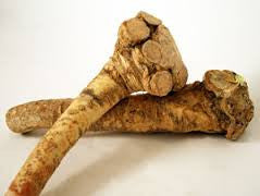 Horseradish rhizomes / roots - Armoracia rusticana