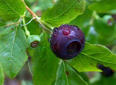 Huckleberry - Fruit Shrub - Solanum melanocerasum - 5 Seeds