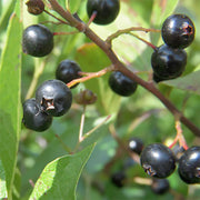 Huckleberry - Fruit Shrub - Solanum melanocerasum - 5 Seeds