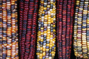 Indian Corn - Zea mays - Heirloom Vegetable - 50 Seeds