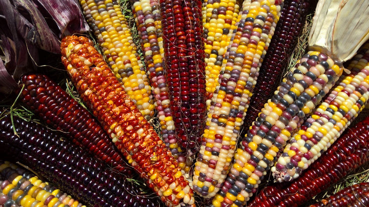 Indian Corn - Zea mays - Heirloom Vegetable - 50 Seeds