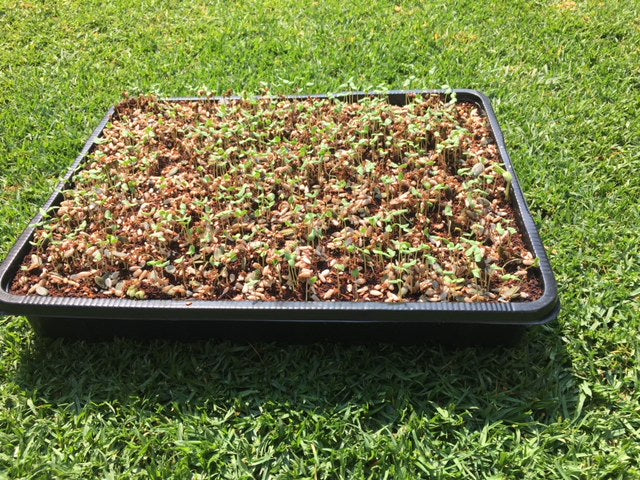 Jiffy Professional Microgreen Tray with Jiffy Peat plate - 44cm x 33cm x 6cm