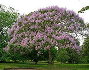 Paulownia kawakamii - Sapphire Dragon Tree - 20 Seeds - Fast Growing Exotic Tree