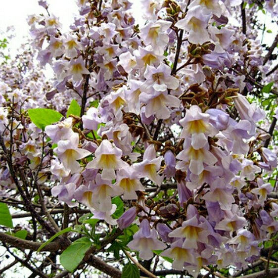 Paulownia kawakamii - Sapphire Dragon Tree - 20 Seeds - Fast Growing Exotic Tree