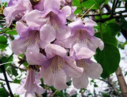 Paulownia kawakamii - Sapphire Dragon Tree - 20 Seeds - Fast Growing Exotic Tree