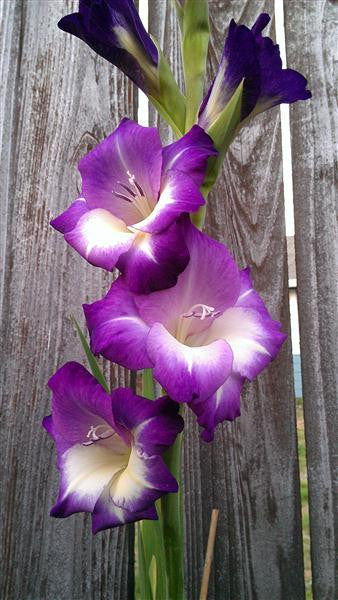Gladiolus - Gladioli - Kings Lyn- Flower Bulbs (Not Seeds)