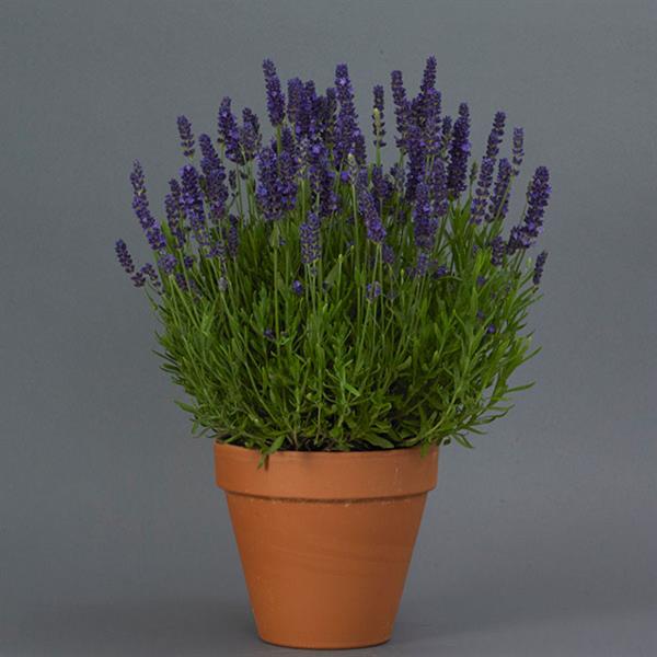 lavender plants south africa Lavender Blue Spear Seeds