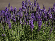 Lavender Blue Spear - Lavandula angustifolia - Perennial Flower - 10 Seeds