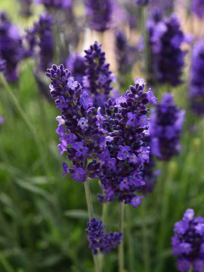 Lavender Blue Spear - Lavandula angustifolia - Perennial Flower - 10 Seeds