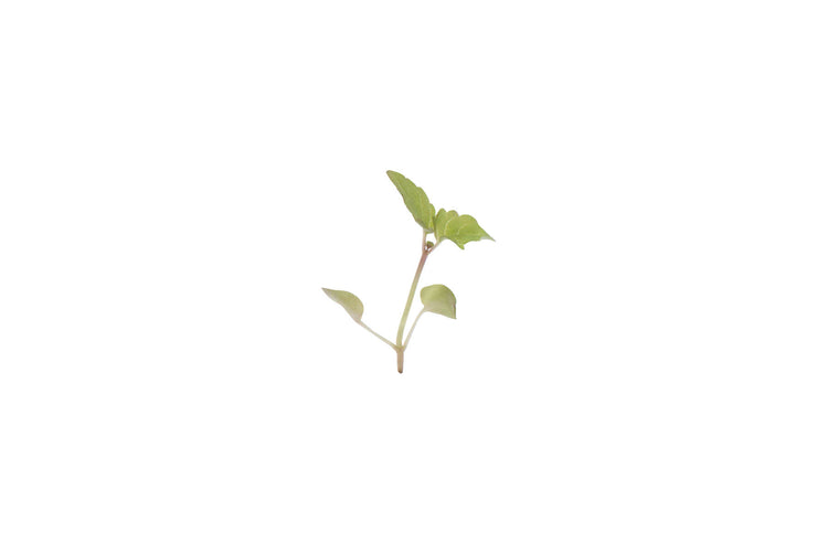 Lemon Balm - Sprouting / Microgreen Seeds
