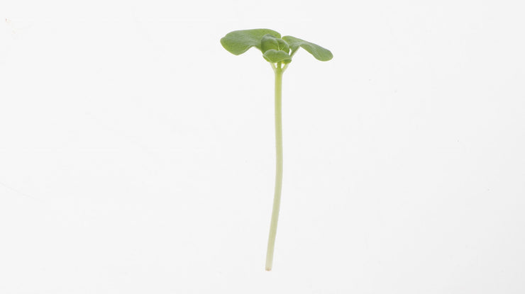 Lemon Basil - Sprouting / Microgreen Seeds